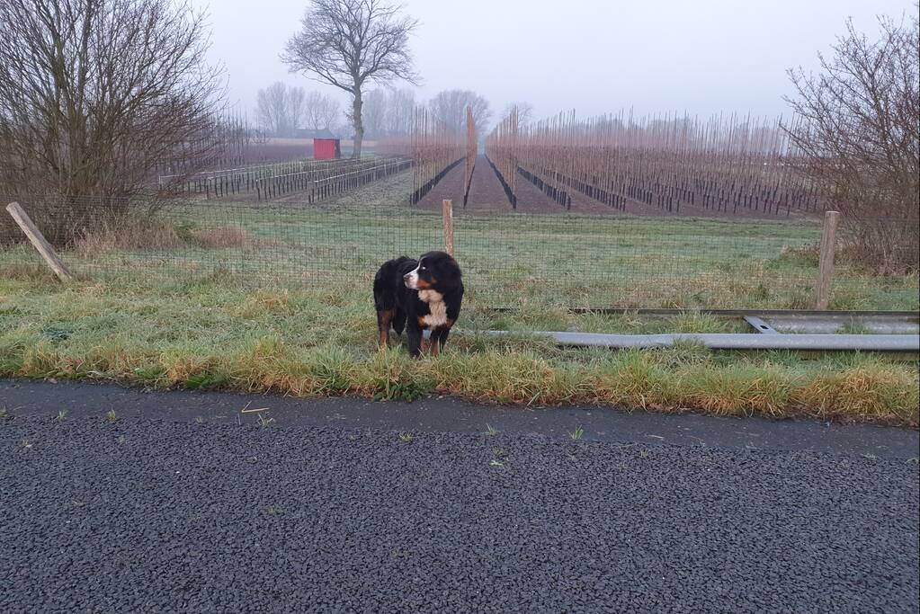 Automobilist haalt loslopende hond van de snelweg