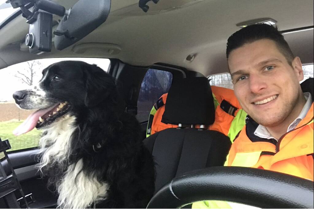 Zwervende hond van snelweg gehaald