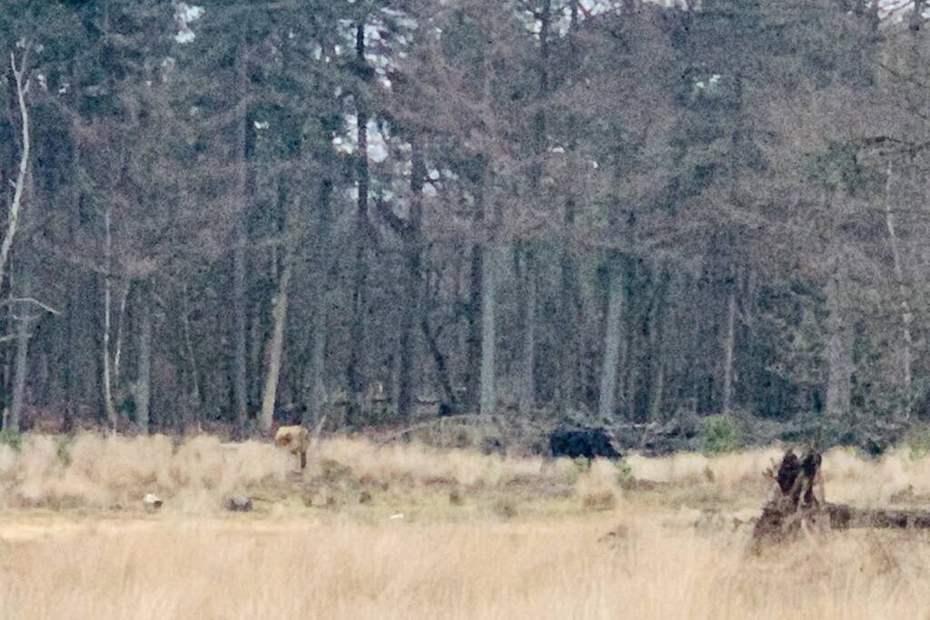 Man aangevallen door stier