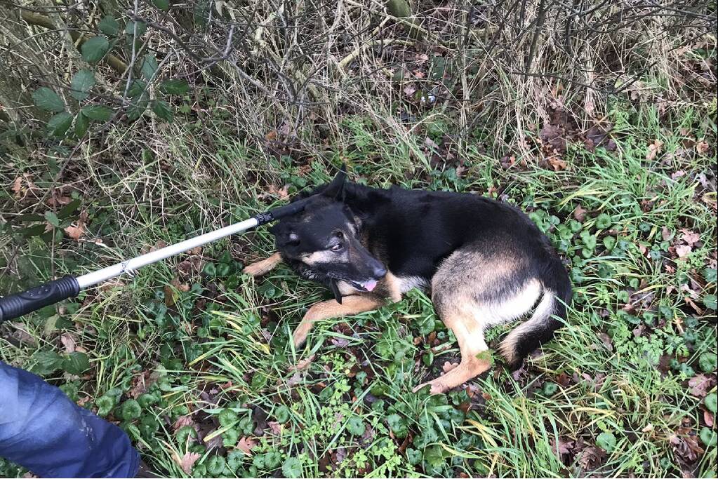 Hond Max gevangen op snelweg