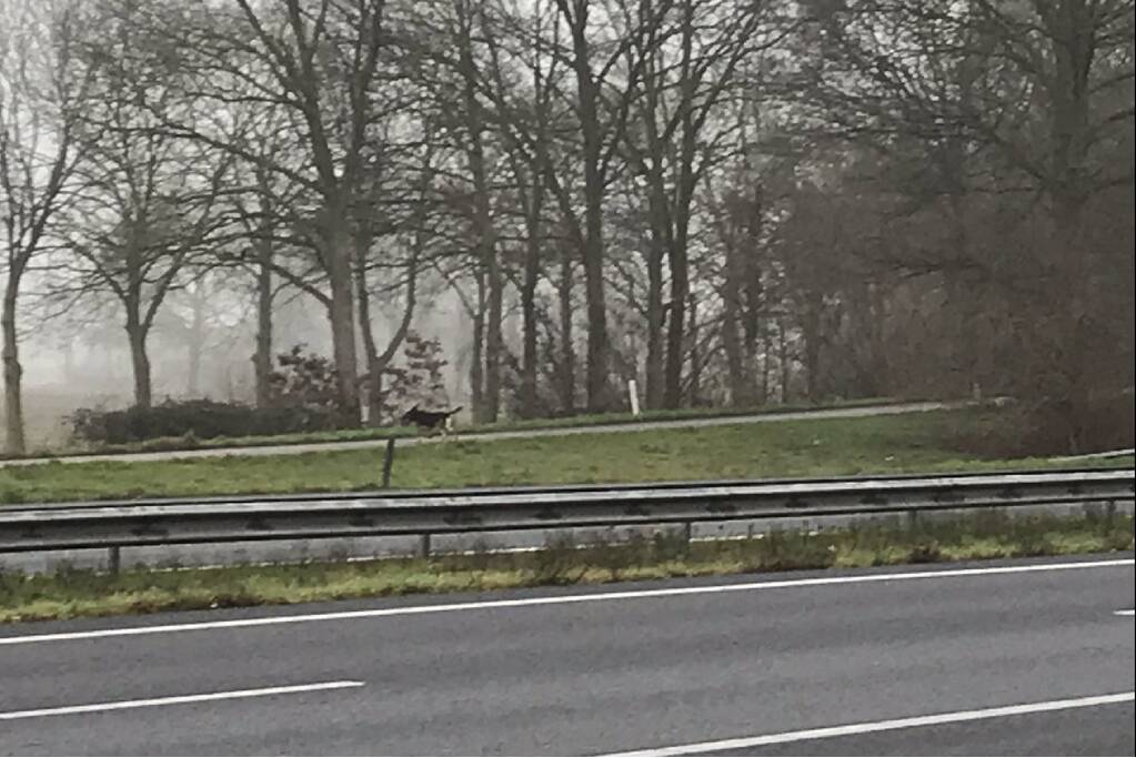 Hond Max gevangen op snelweg