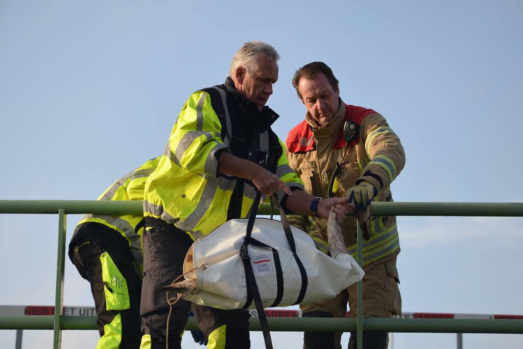 Zwaan vast tussen betonblokken RandstadRail