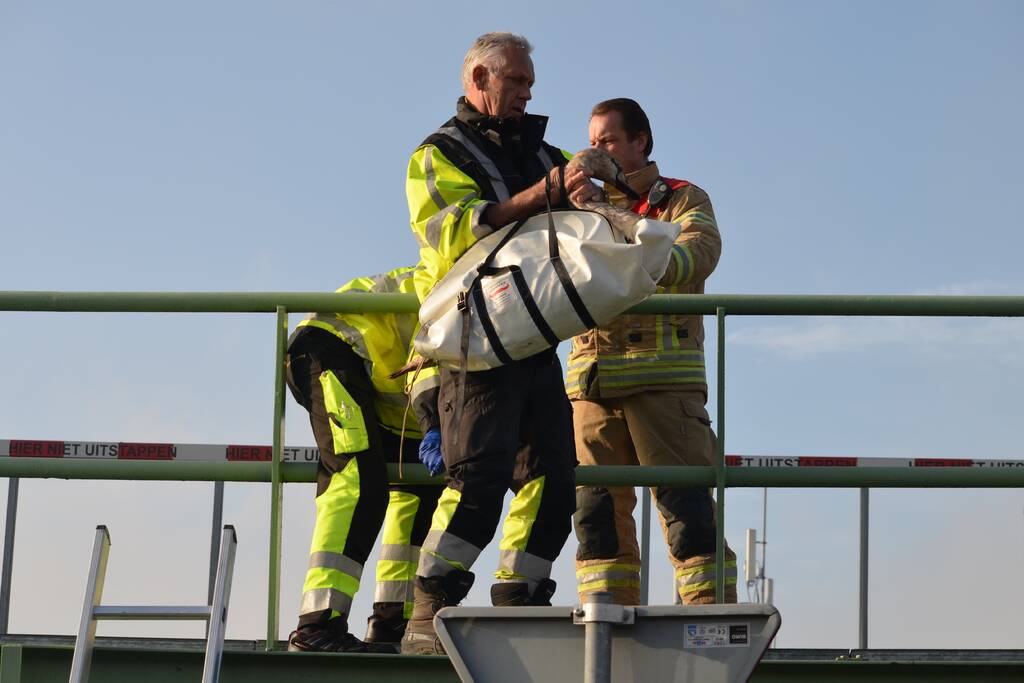 Zwaan vast tussen betonblokken RandstadRail