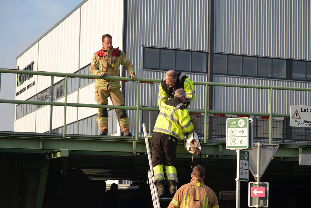 Zwaan vast tussen betonblokken RandstadRail