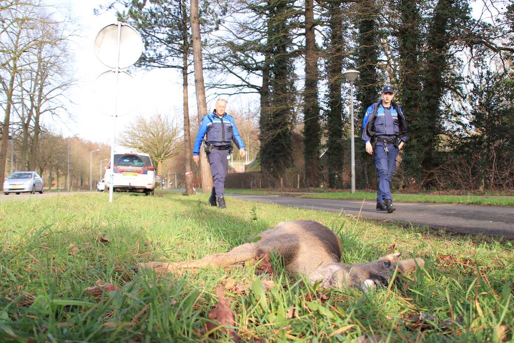 Ree kort na aanrijding overleden