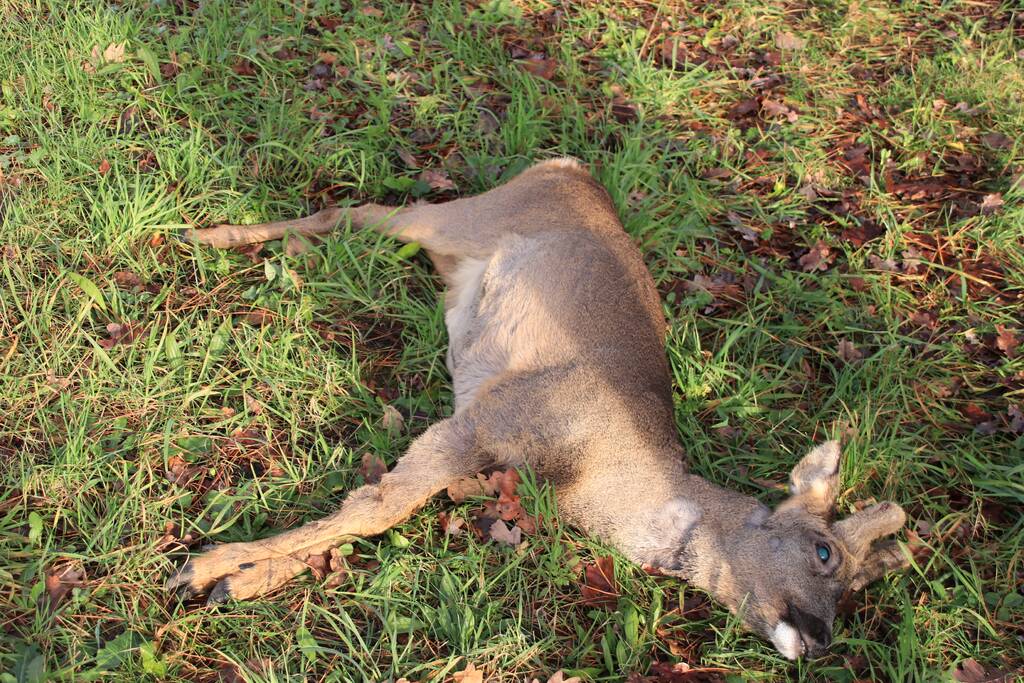 Ree kort na aanrijding overleden