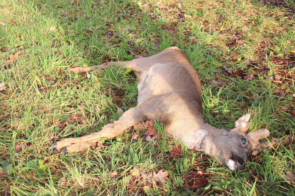 Ree kort na aanrijding overleden
