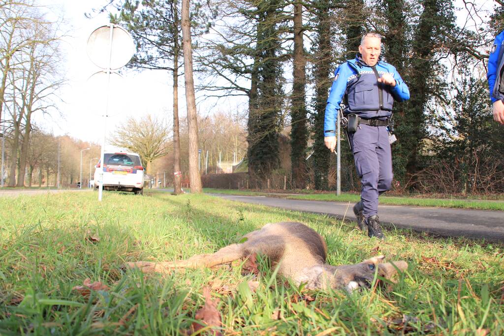 Ree kort na aanrijding overleden