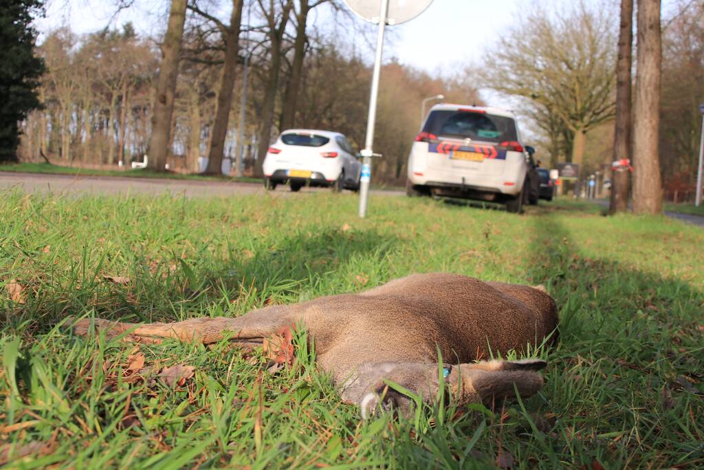 Ree kort na aanrijding overleden