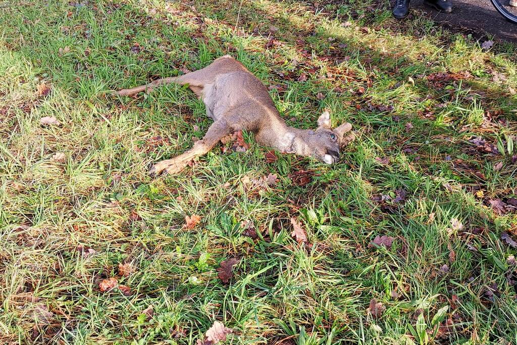 Ree kort na aanrijding overleden