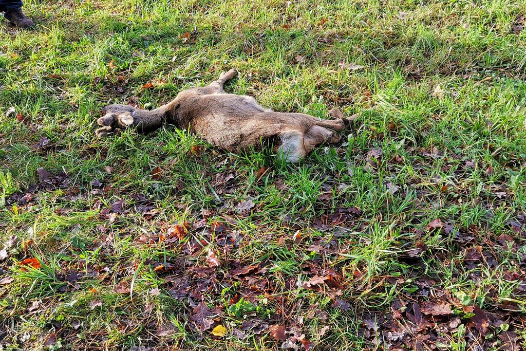 Ree kort na aanrijding overleden