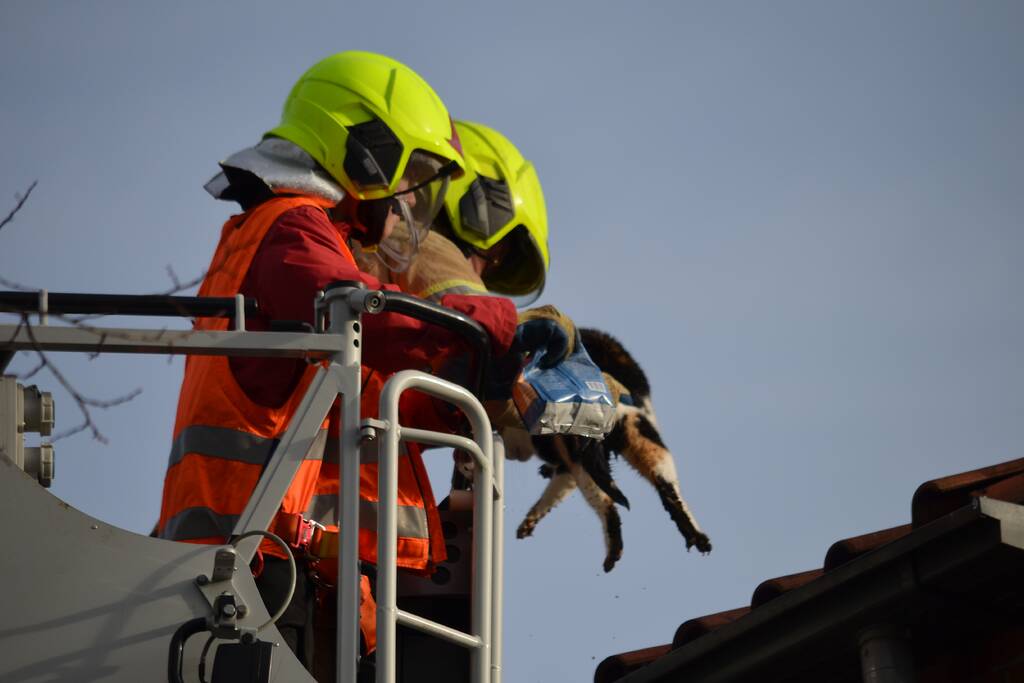 Brandweer redt kat uit dakgoot