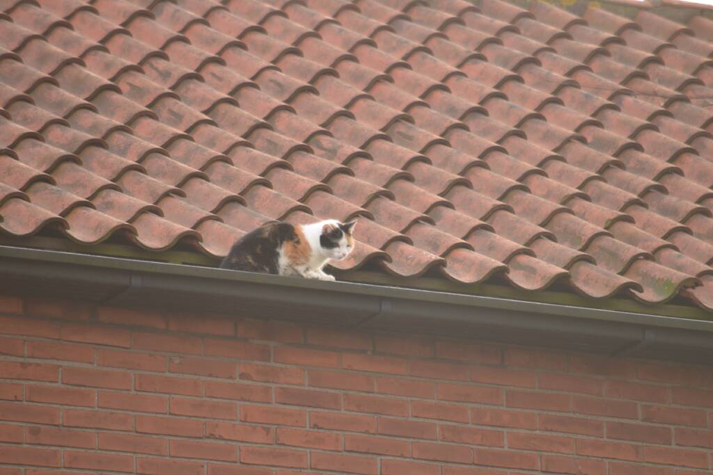 Brandweer redt kat uit dakgoot