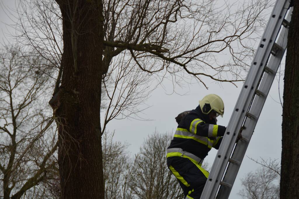 Kat uit boom gered