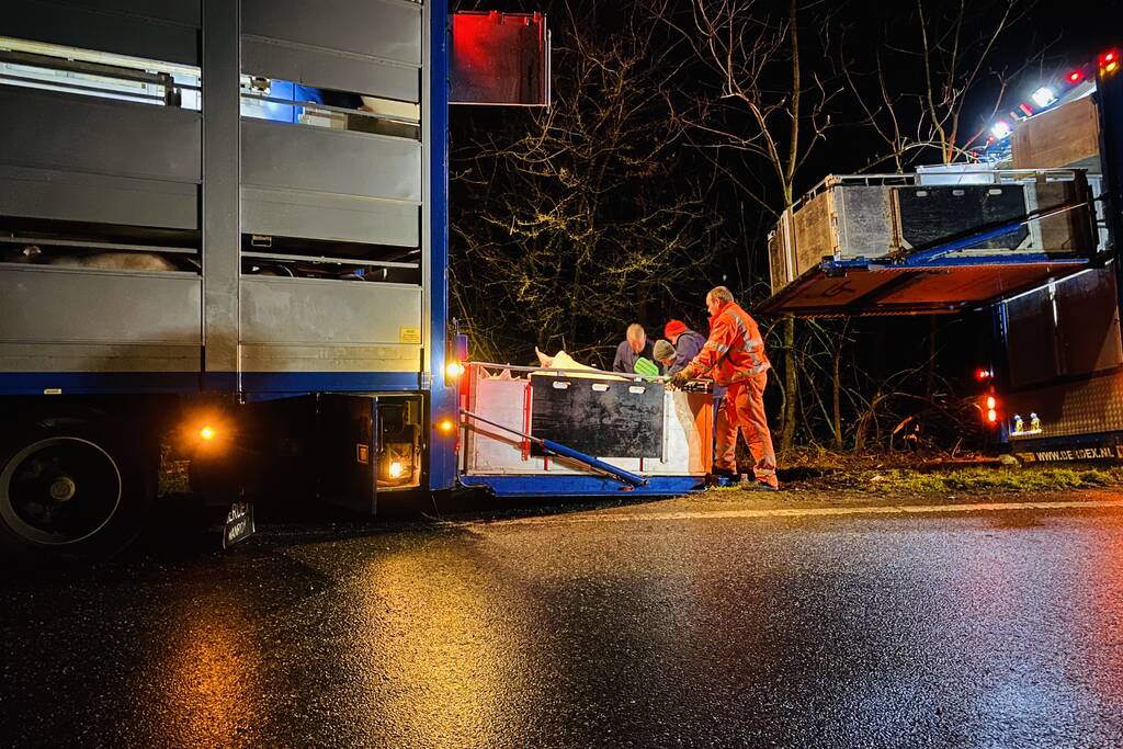 Vrachtwagen met varkens belandt naast de weg