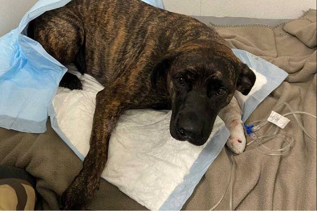 Bestuurder bestelauto rijdt door na aanrijding met hond