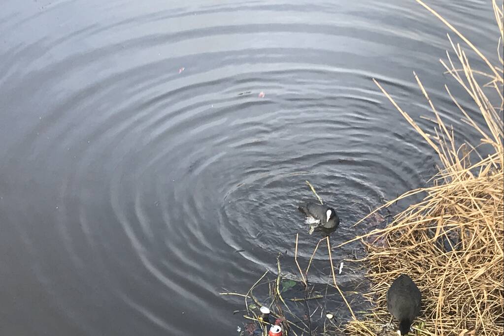 Meerkoet komt vast te zitten in stuk plastic