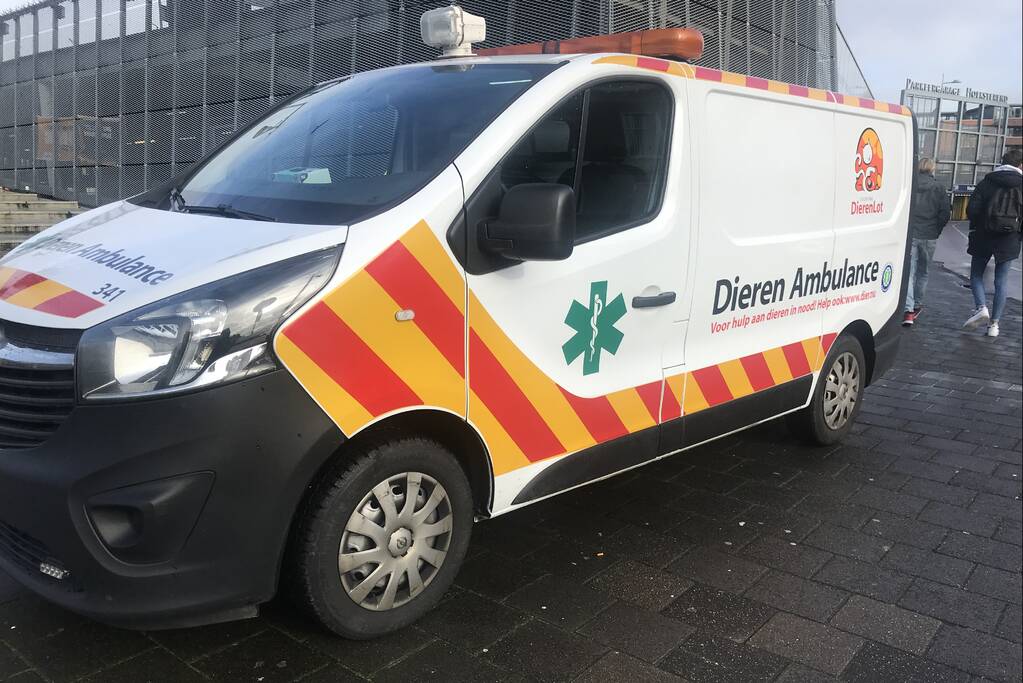 Meerkoet komt vast te zitten in stuk plastic