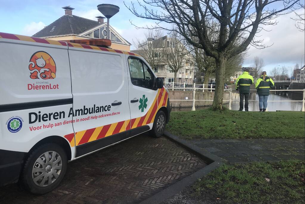 Meerkoet komt vast te zitten in stuk plastic