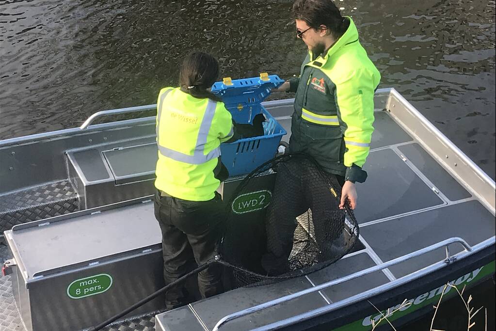 Meerkoet komt vast te zitten in stuk plastic