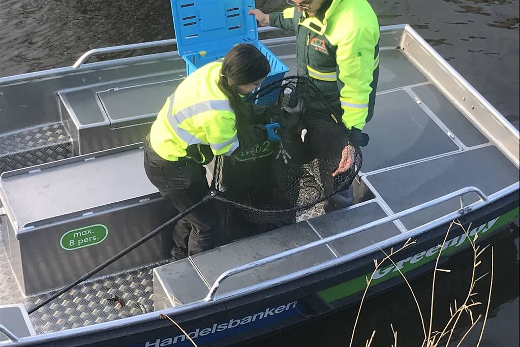 Meerkoet komt vast te zitten in stuk plastic