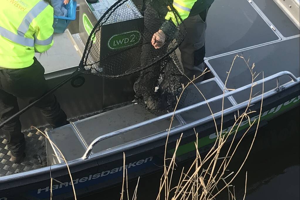 Meerkoet komt vast te zitten in stuk plastic