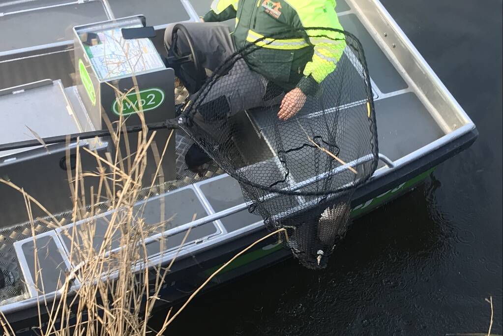 Meerkoet komt vast te zitten in stuk plastic