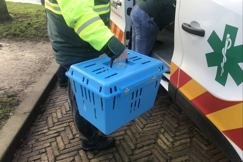 Meerkoet komt vast te zitten in stuk plastic