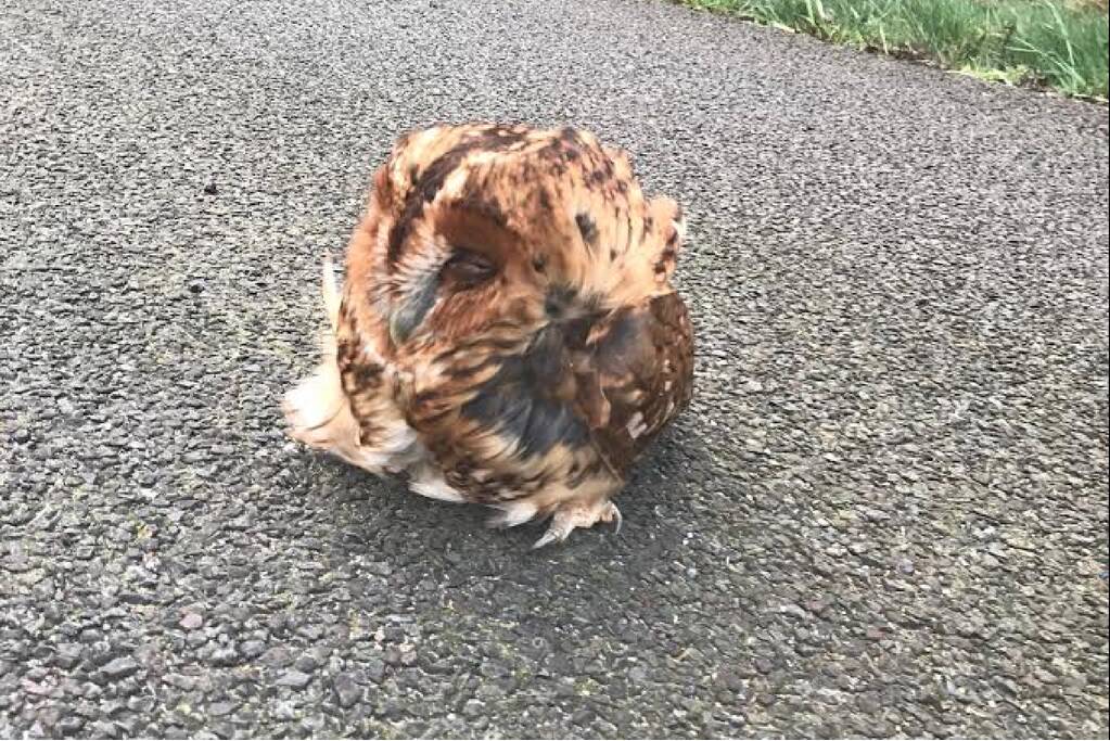 Slapende uil op vluchtstrook snelweg aangetroffen