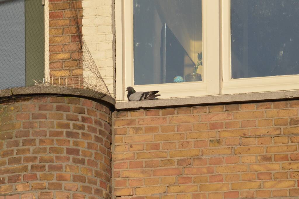 Duif door brandweer uit een net gehaald