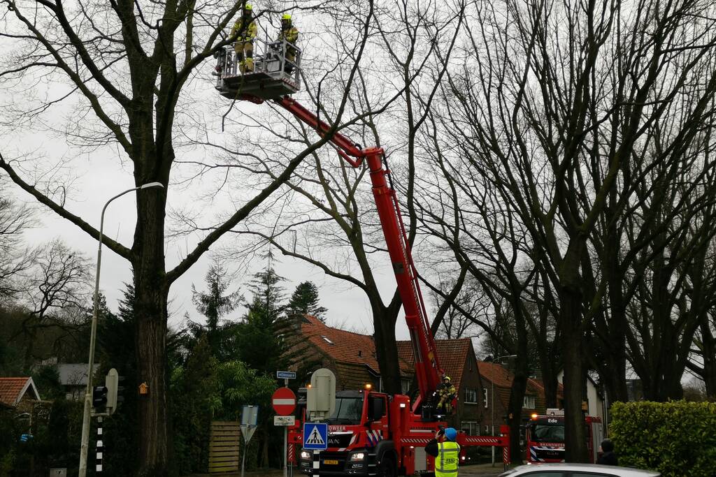 Gevaarlijke hangende takken verwijderd
