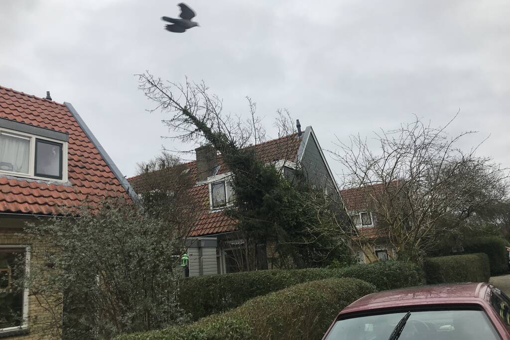 Boom drijgt op schuur te vallen