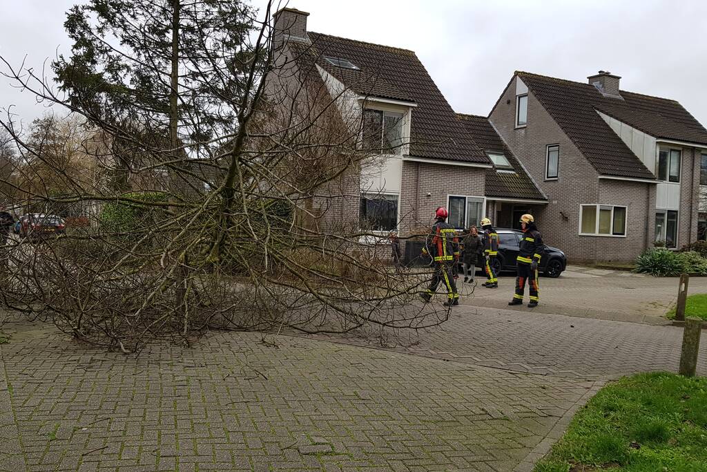 Boom val om midden op straat