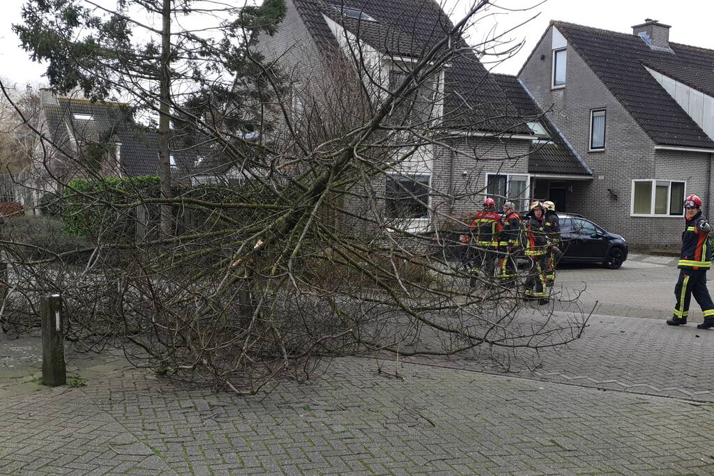 Boom val om midden op straat
