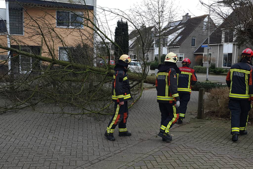 Boom val om midden op straat