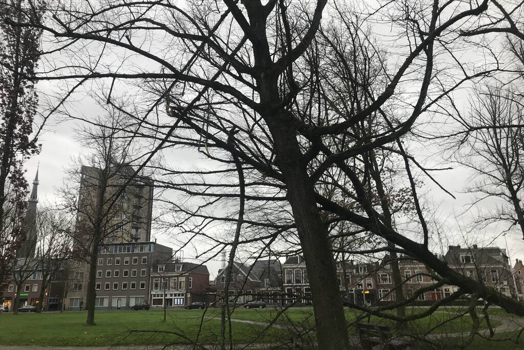 Gemeente ruim omgewaaide boom op