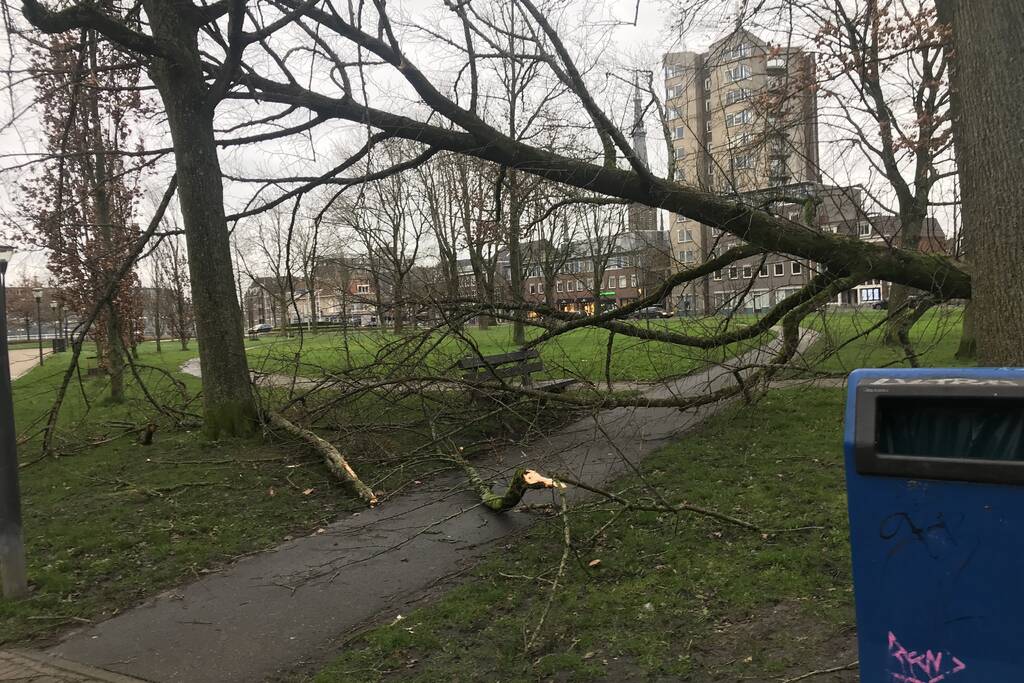 Gemeente ruim omgewaaide boom op
