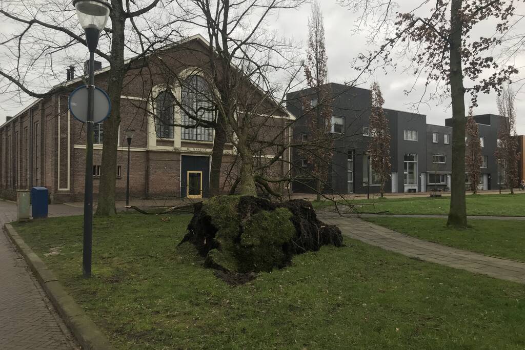 Gemeente ruim omgewaaide boom op