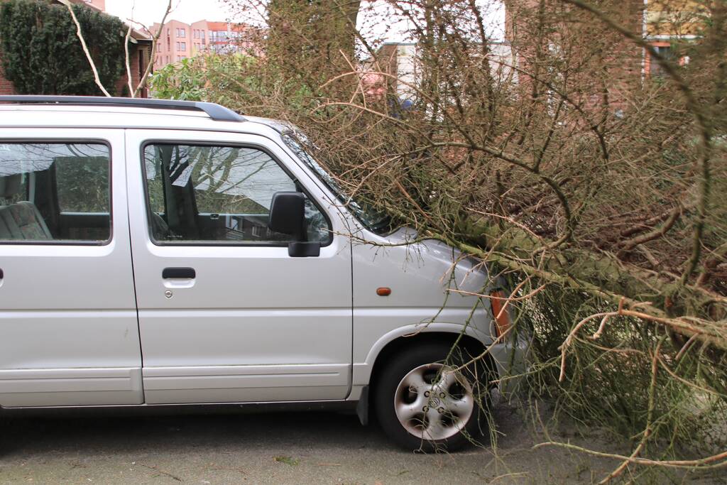 Boom valt op auto