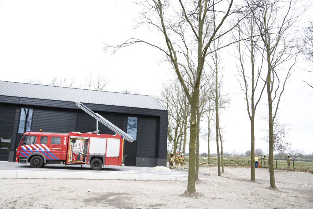 Groteboom dreig op loods te vallen