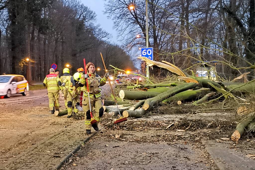 Grote boom valt om en versperd weg