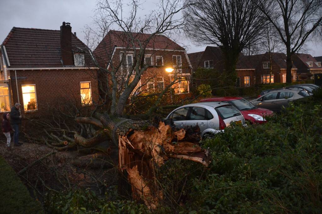 Grote boom belandt op geparkeerde auto