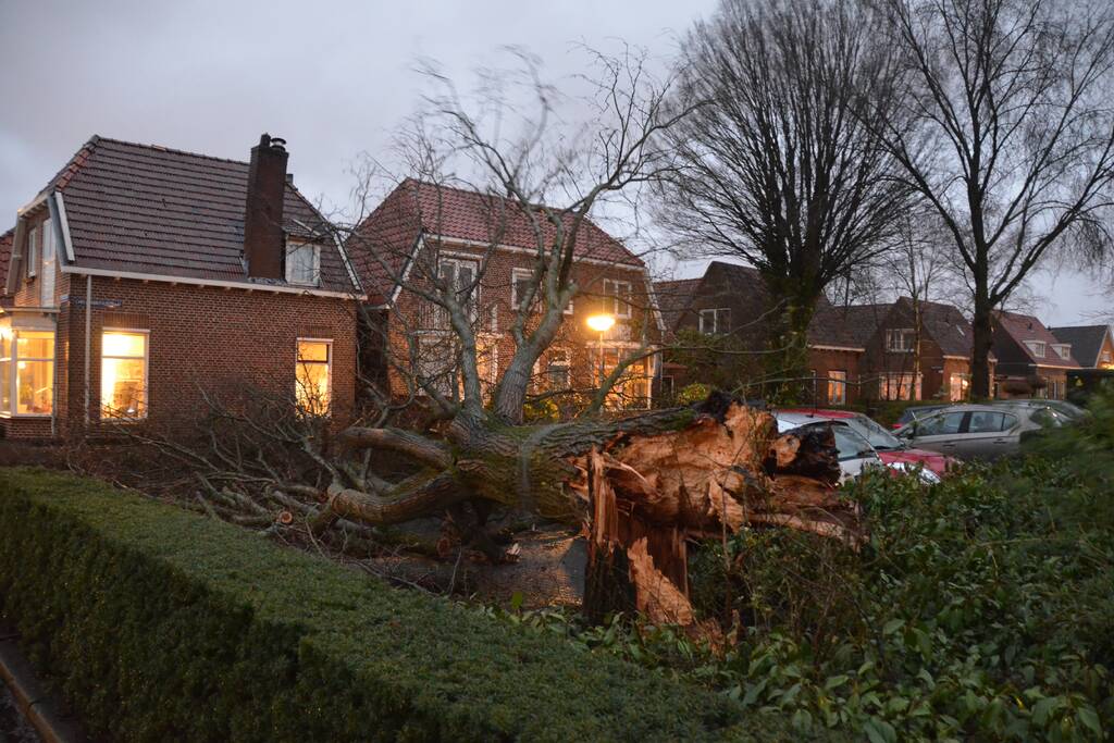Grote boom belandt op geparkeerde auto
