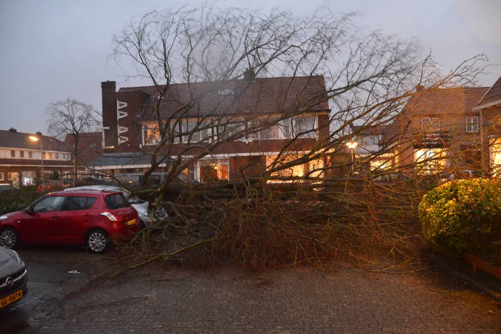 Grote boom belandt op geparkeerde auto
