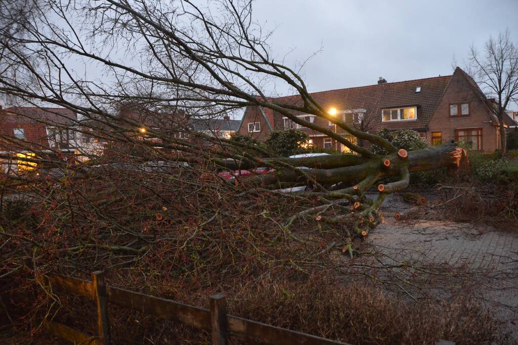 Grote boom belandt op geparkeerde auto