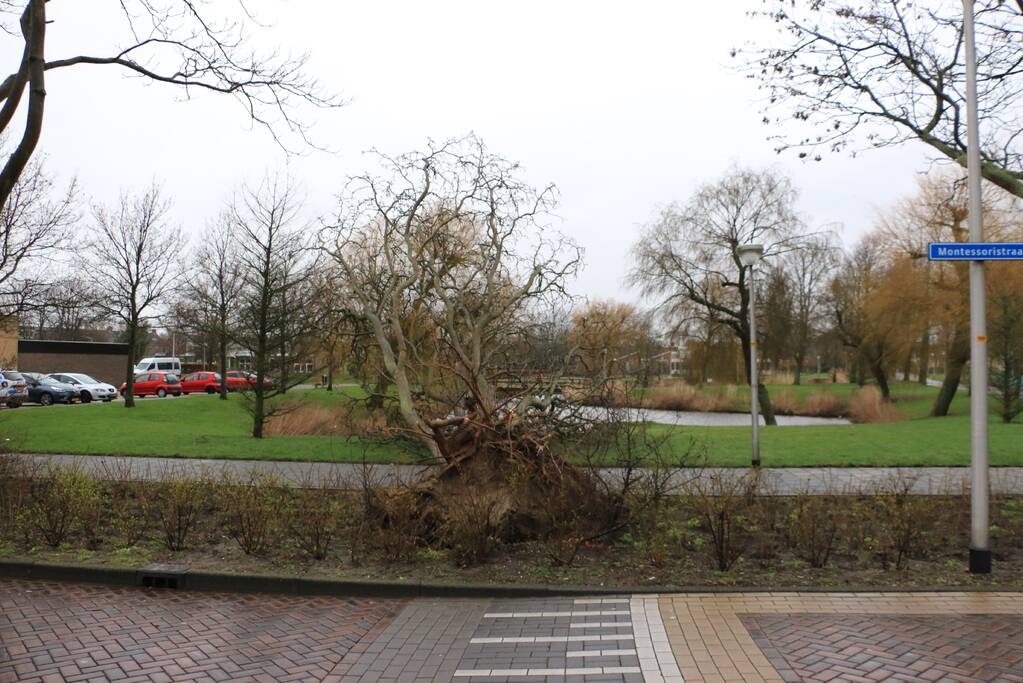Brandweer zaagt omgewaaide boom in stukken