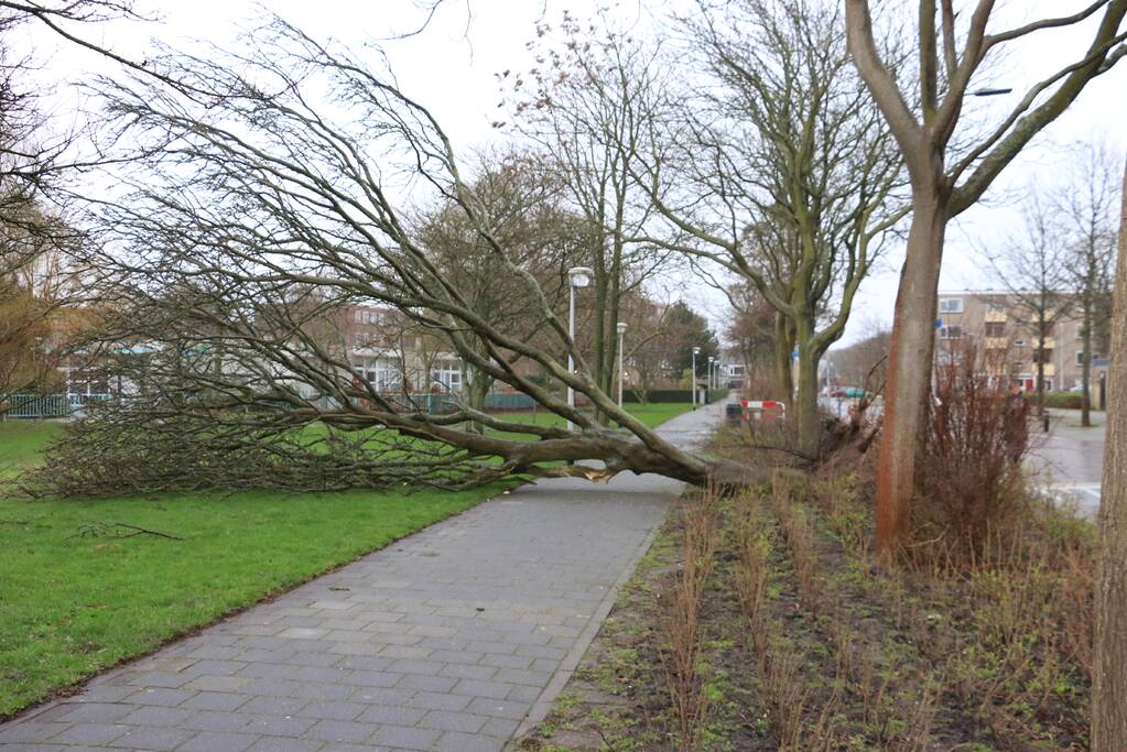 Brandweer zaagt omgewaaide boom in stukken