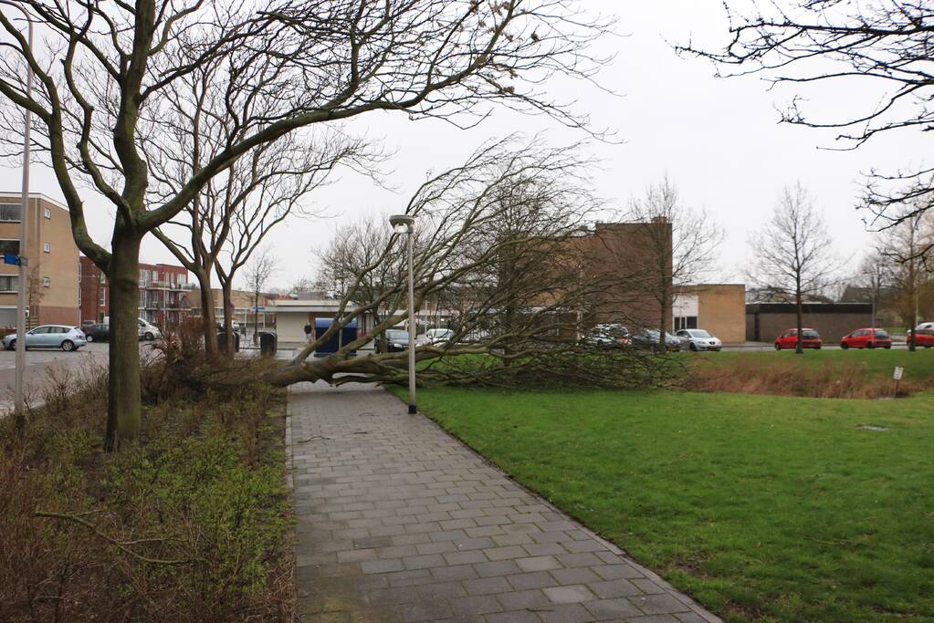 Brandweer zaagt omgewaaide boom in stukken