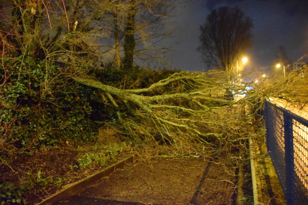 Voorbijgangers vinden omgeknakte boom op fietspad