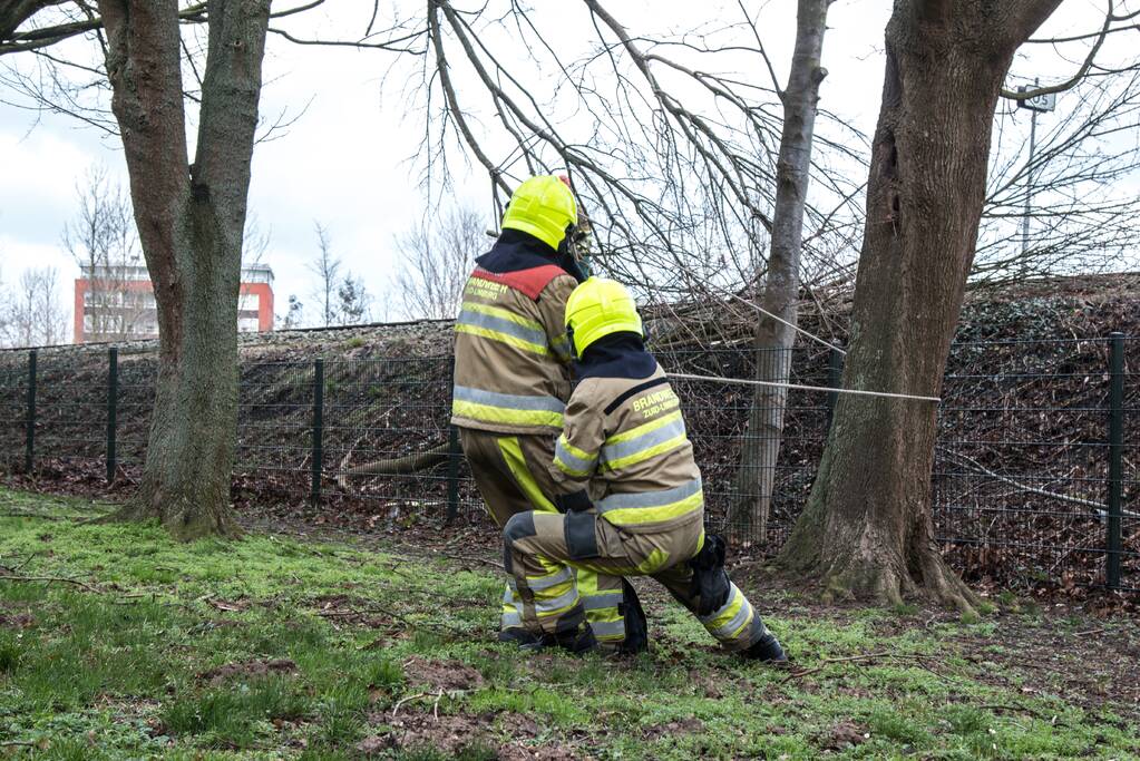 Meerdere takken op het spoor door storm Ciara